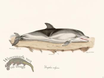 Cuvier 419 Dolphin Vulgar
